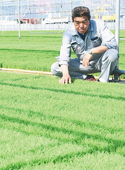 飼料用米専用品種「ふくひびき」の苗を見る福田取締役（栃木県鹿沼市で）